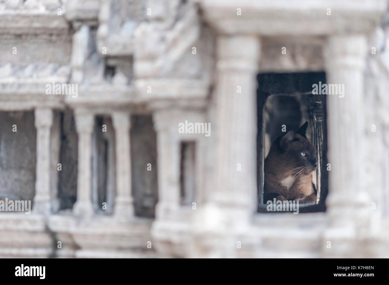 Siamese chat trouve sanctuaire dans le modèle d'Anges Wat. Wat Phra Kaew (Temple du Bouddha d'Émeraude), le Grand Palais, Phra Nakhon, Bangkok, Thaïlande Banque D'Images