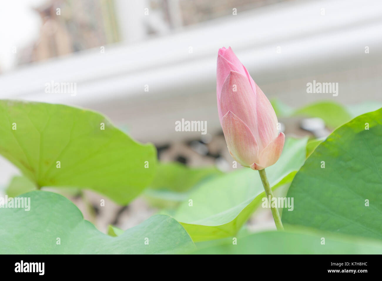 Bouton de fleur de lotus Banque de photographies et d'images à haute  résolution - Alamy