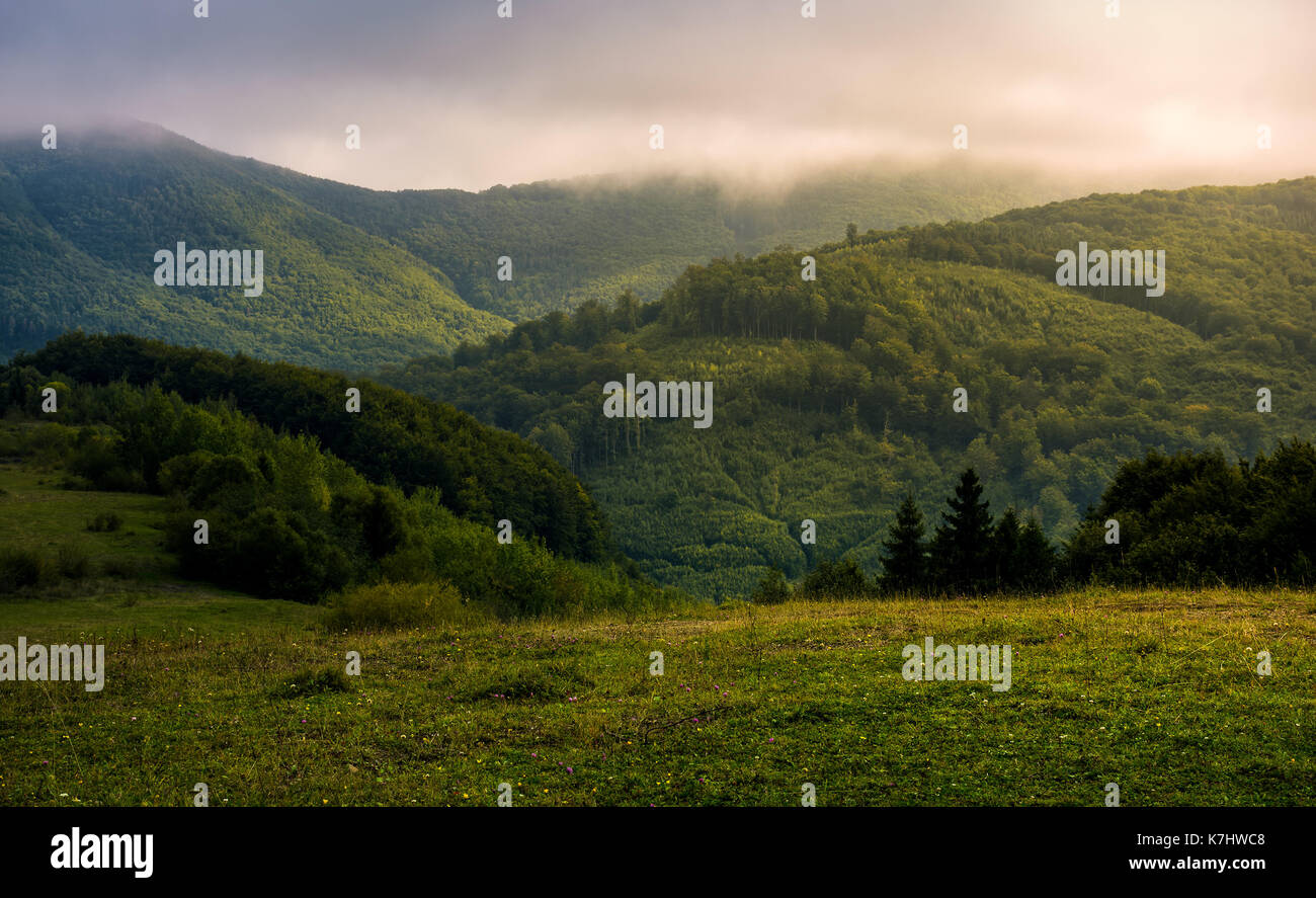 Matin brumeux dans le vert des montagnes. belle nature paysage avec les nuages bas Banque D'Images