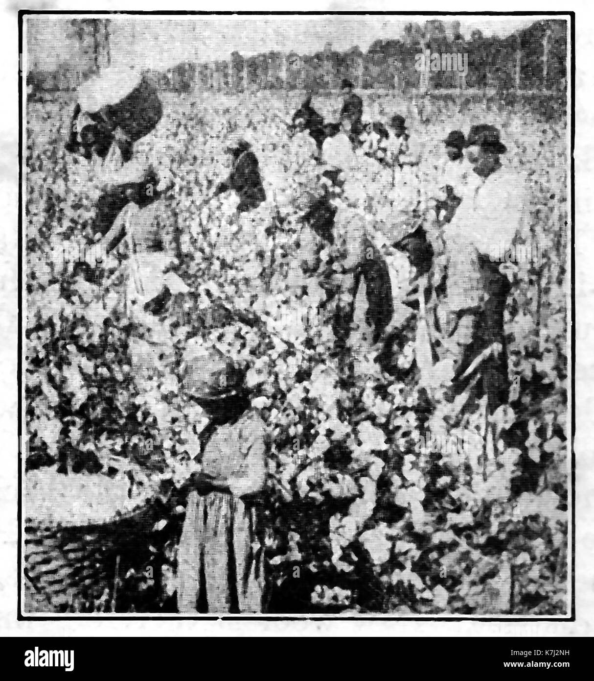 1914 - LA CUEILLETTE - COTON une scène sur une plantation de coton aux Etats-Unis Banque D'Images