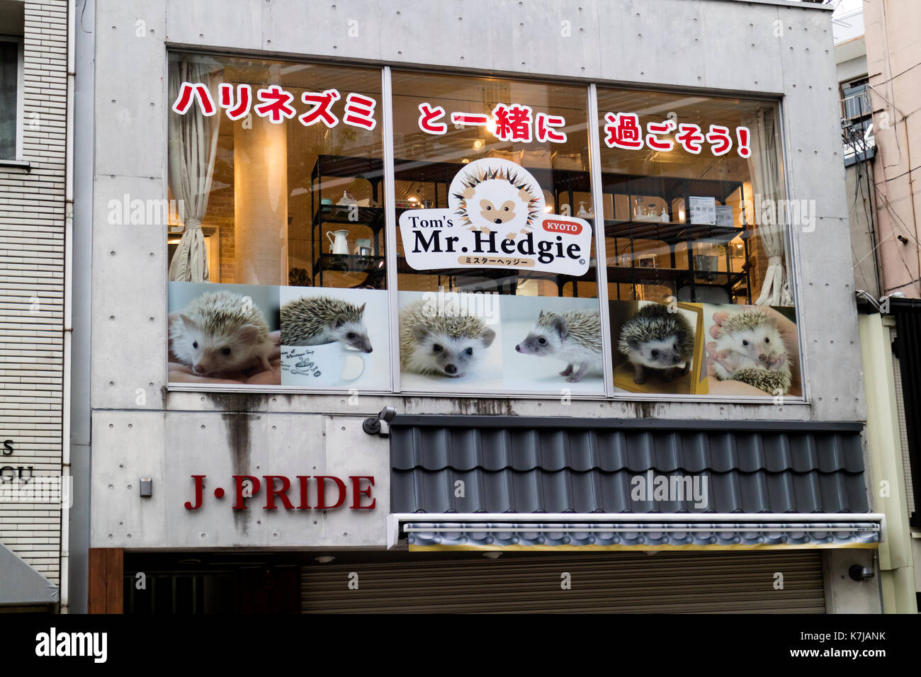 Kyoto, Japon - 16 mai 2017 : promotion pour un thème à la mode-hérisson appelé mr. hedgie Banque D'Images