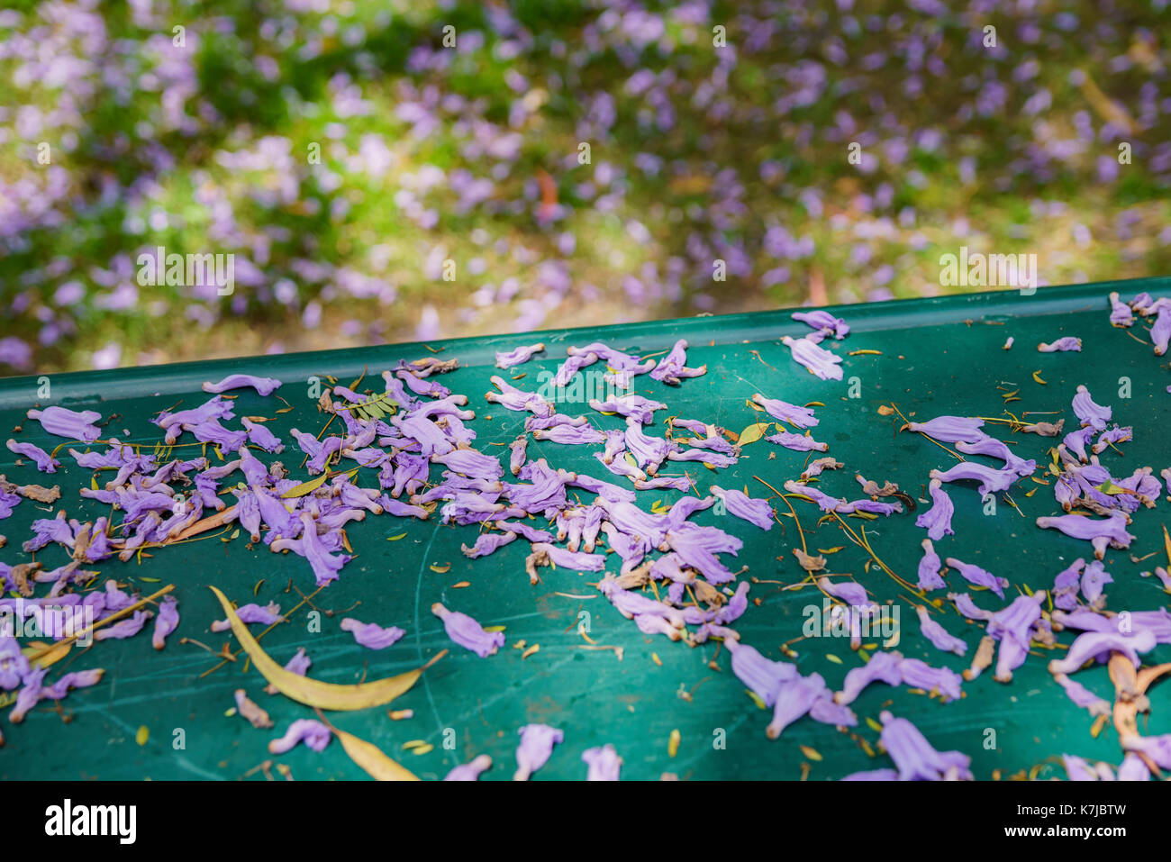 Jacaranda fleurir dans le sud de l'université de Californie à Los Angeles, Californie, États-Unis. Banque D'Images