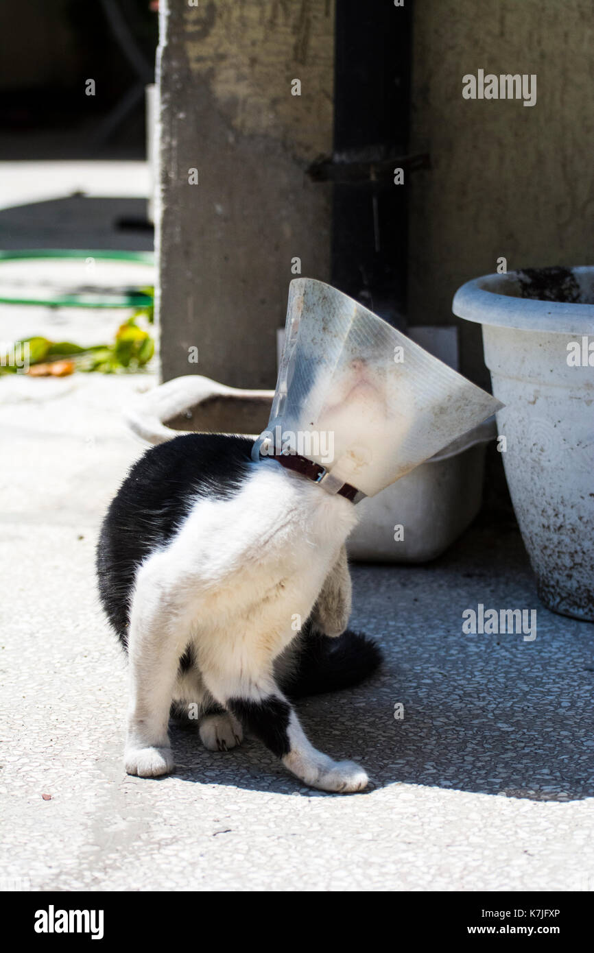 Télécharger gratuitement Images Malades Et Funny Blanc Et Noir Chat Tente D Enlever Son Collier actualisé par
