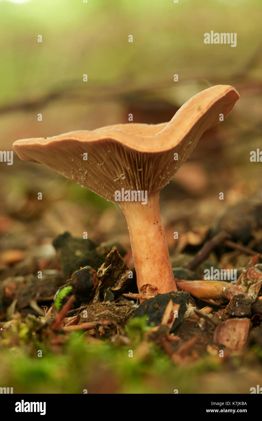 Fausse girolle, hygrophoropsis aurantiaca, caduques, West Lothian, Scotland, UK Banque D'Images