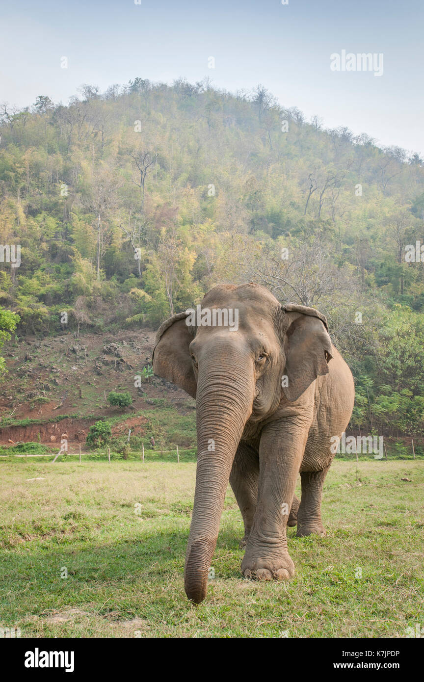 Eléphant asiatique marchant vers la caméra dans un centre de secours et de réhabilitation des éléphants. Parc naturel de l'éléphant, Chiang Mai, Thaïlande, Asie du Sud-est Banque D'Images