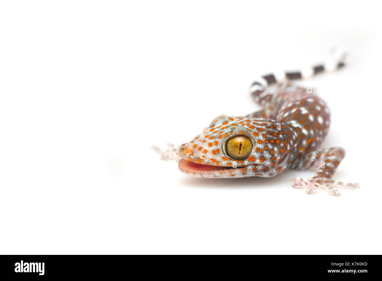 Gecko isolé sur fond blanc. Banque D'Images
