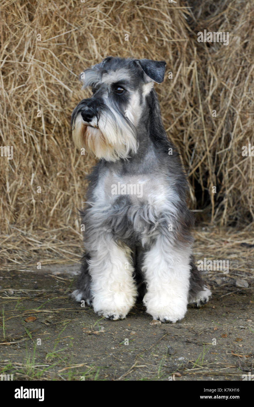 Schnauzer Nain Miniature Ou Petit Chien Avec De Longues