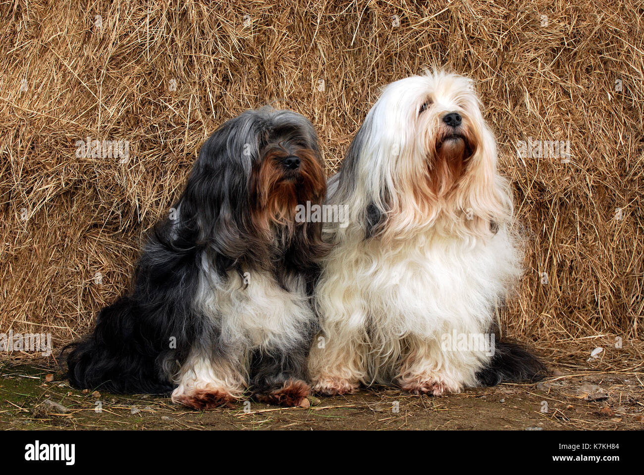 Long Haired Dogs Photos Long Haired Dogs Images Alamy