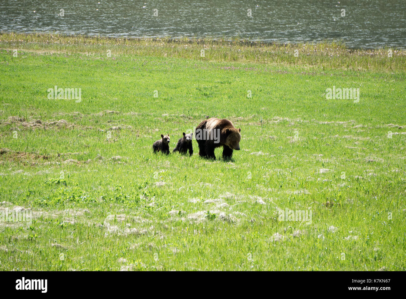 La famille de l'ours noir avec deux oursons de Yellowstone National Park Banque D'Images