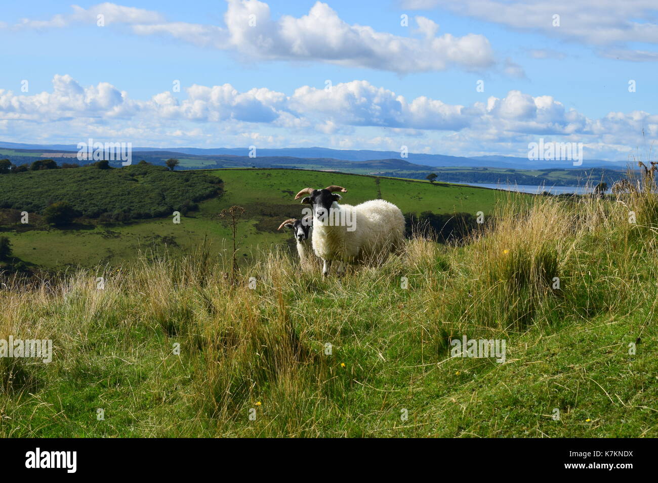 Moutons sur hills Banque D'Images