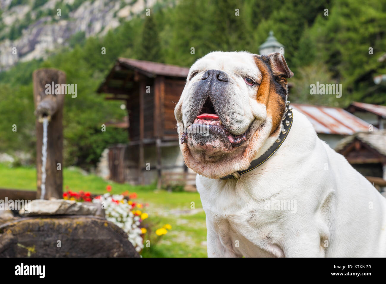 Bulldog Anglais blanc. Gros plan d'une bulldog dans la montagne ; dans l'arrière-plan, des huttes, une fontaine typique et de fleurs colorées Banque D'Images