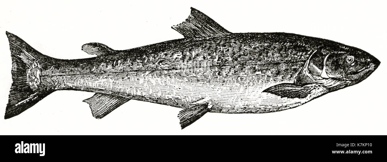 Vieille illustration d'un saumon (Salmo salar). Par auteur non identifié, publ. sur le Penny Magazine, Londres, 1837 Banque D'Images