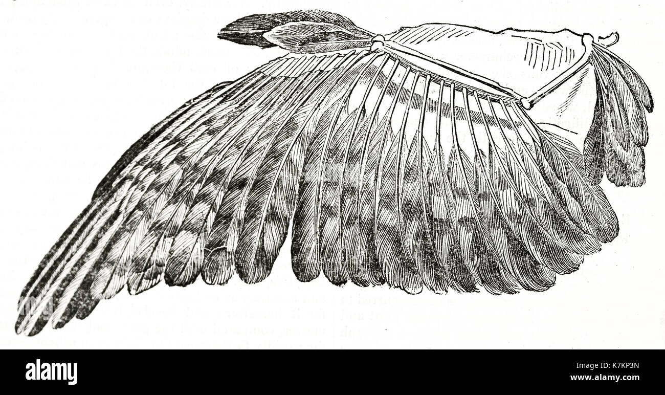 Vieille illustration de l'aile de l'oiseau (common buzzard). par l'auteur non identifié, publ. sur le penny magazine, Londres, 1837 Banque D'Images