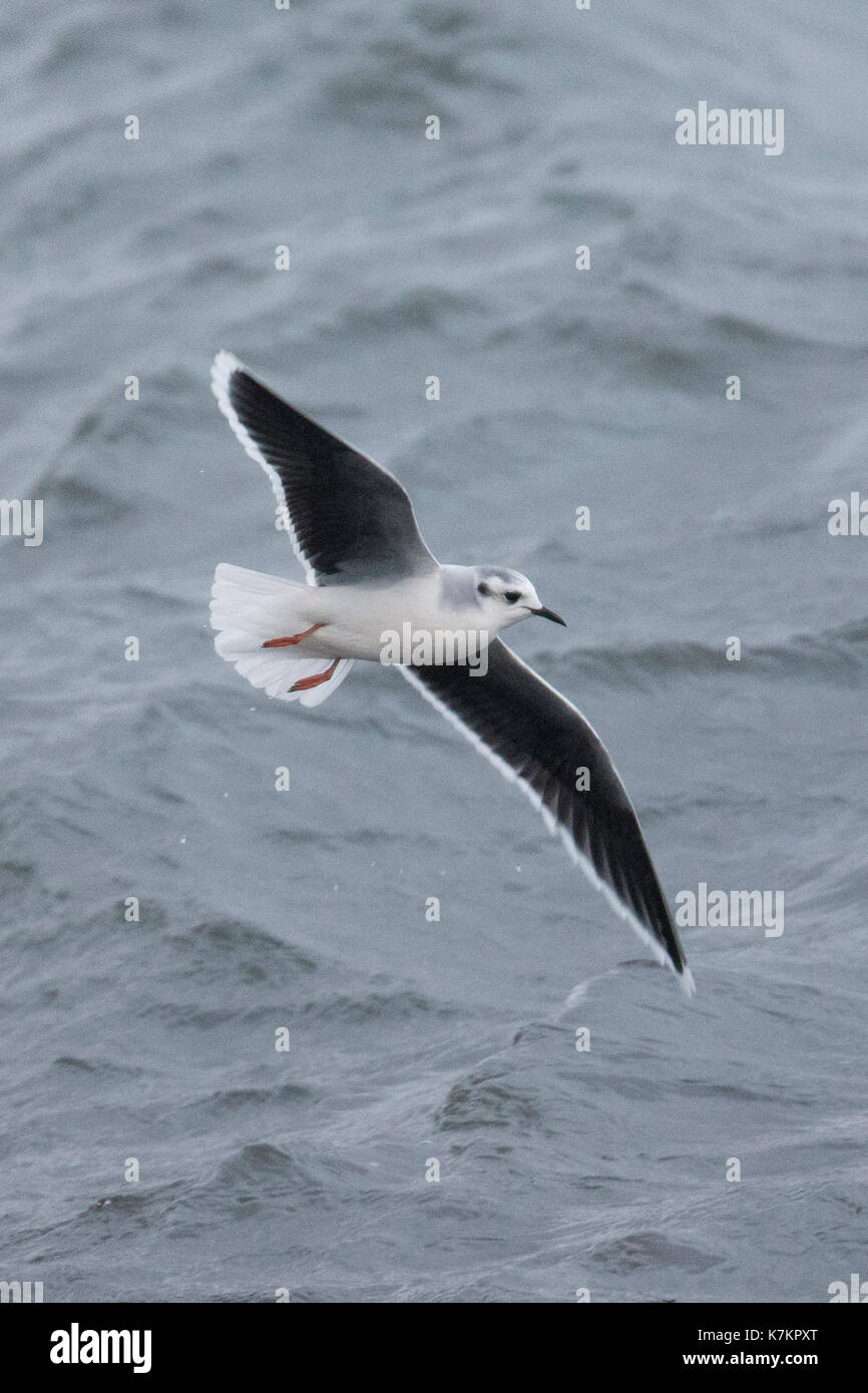 Mouette pygmée (Larus minutus) adulte en plumage d'hiver, Shetland, Scotland, UK Banque D'Images