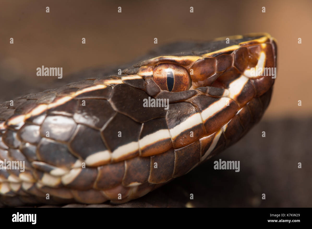 Cantil commun (Agkistrodon bilineatus) à partir de l'État de Sonora, au Mexique. Banque D'Images