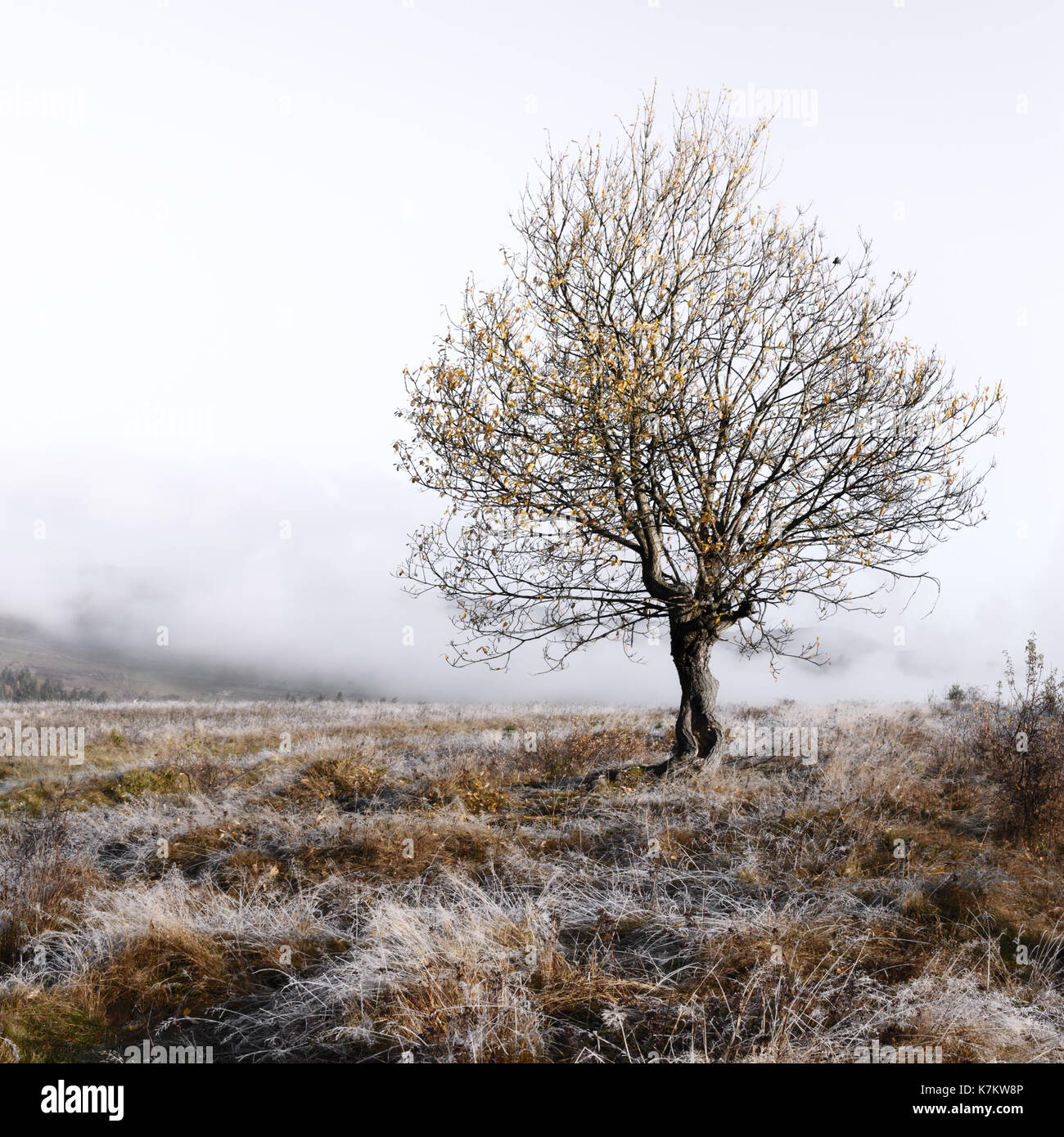 Seul arbre d'automne et ciel nuageux sur misty meadow Banque D'Images