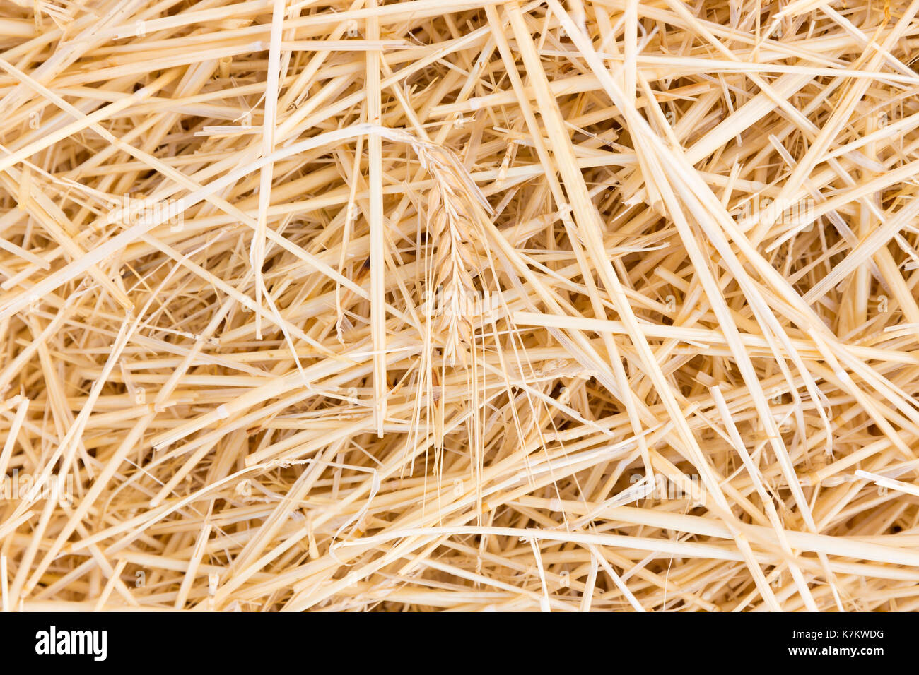 La paille d'orge dans un champ à Ségovie, Espagne Banque D'Images