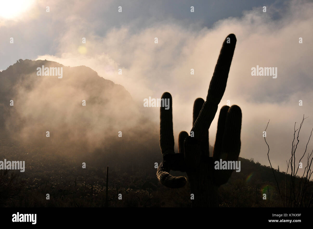 Le brouillard s'installe au-dessus de Tucson Tucson Mountain park, montagnes, désert de Sonora, Tucson, Arizona, USA. Banque D'Images