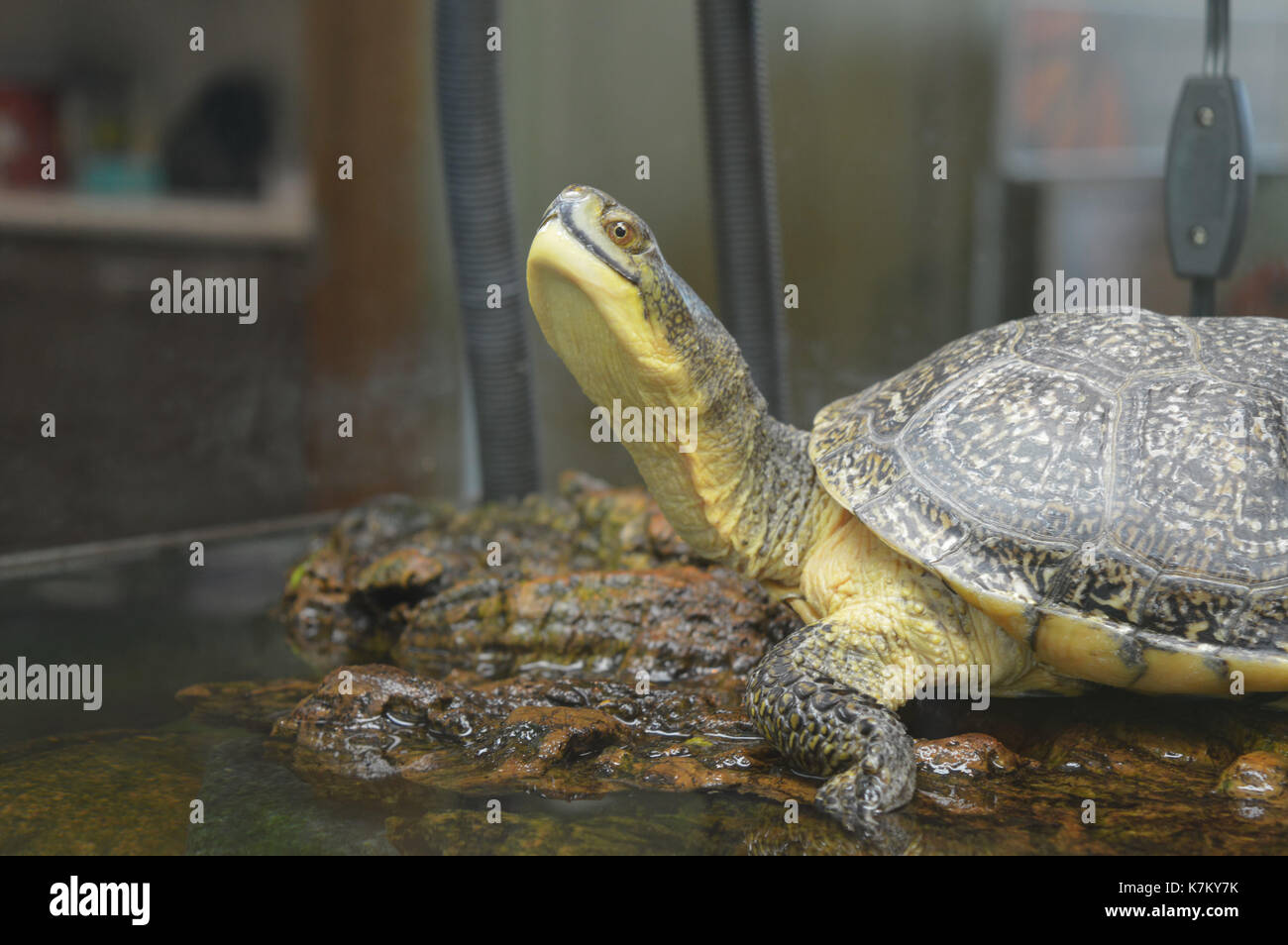 Tortue dans le réservoir Banque D'Images