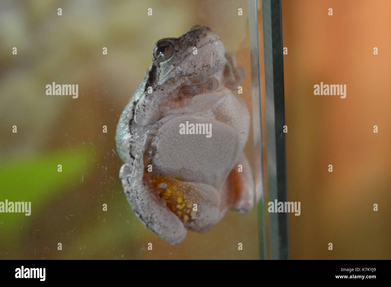 grenouille arboricole Banque D'Images