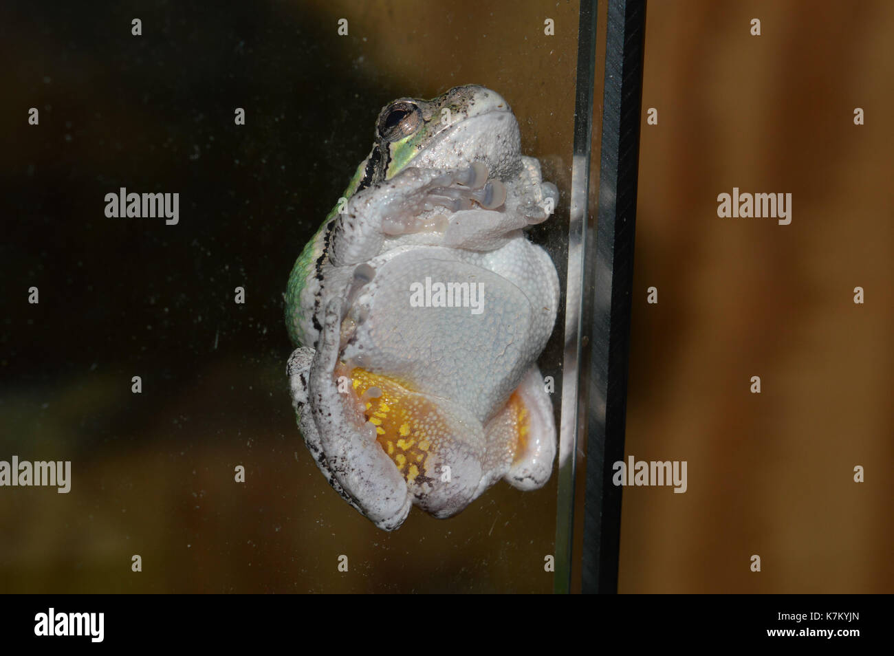 grenouille arboricole Banque D'Images