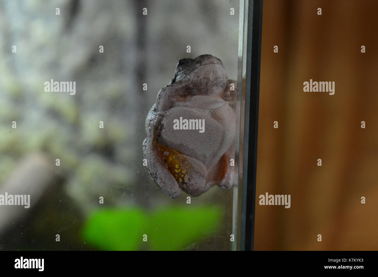 grenouille arboricole Banque D'Images