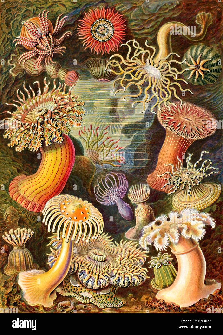 Ernst HAECKEL (1834-1919) biologiste allemand, médecin, naturaliste. Les anémones de mer de ses Kunstformen de Natur (formes d'art de la nature) ont publié 1904 Banque D'Images