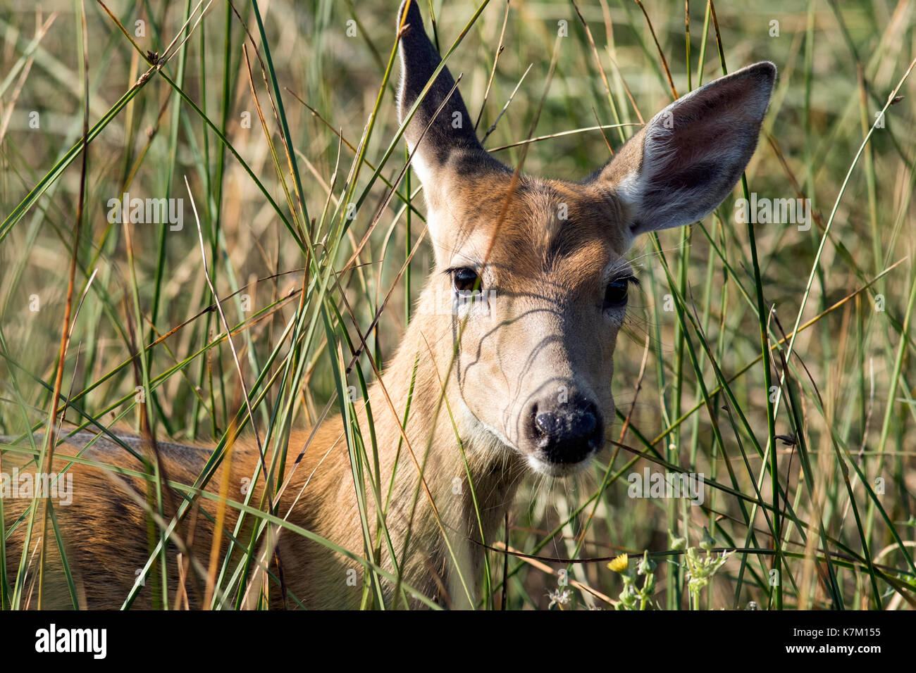 Deer peeking through graminées - rocky mountain arsenal and wildlife refuge national, Denver, Colorado, USA Banque D'Images