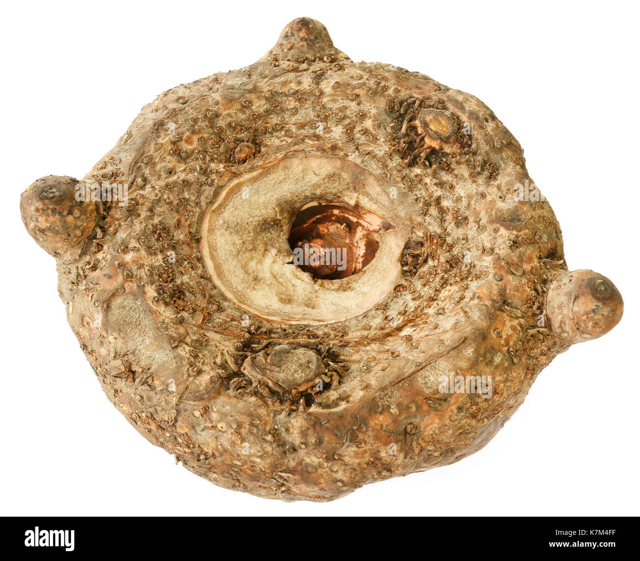 Amorphophallus paeoniifolius ou pied d'eléphant d'Asie du sud-est de l'Igname Banque D'Images