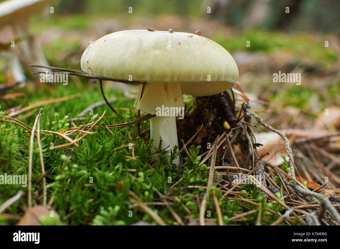 Amanita phalloides communément connue sous le nom de cap de la mort, mortel poison champignon basidiomycète Banque D'Images