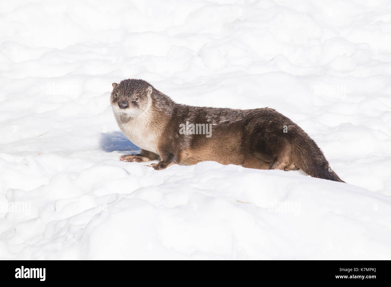 Une loutre du Canada à la fin de l'hiver. Banque D'Images