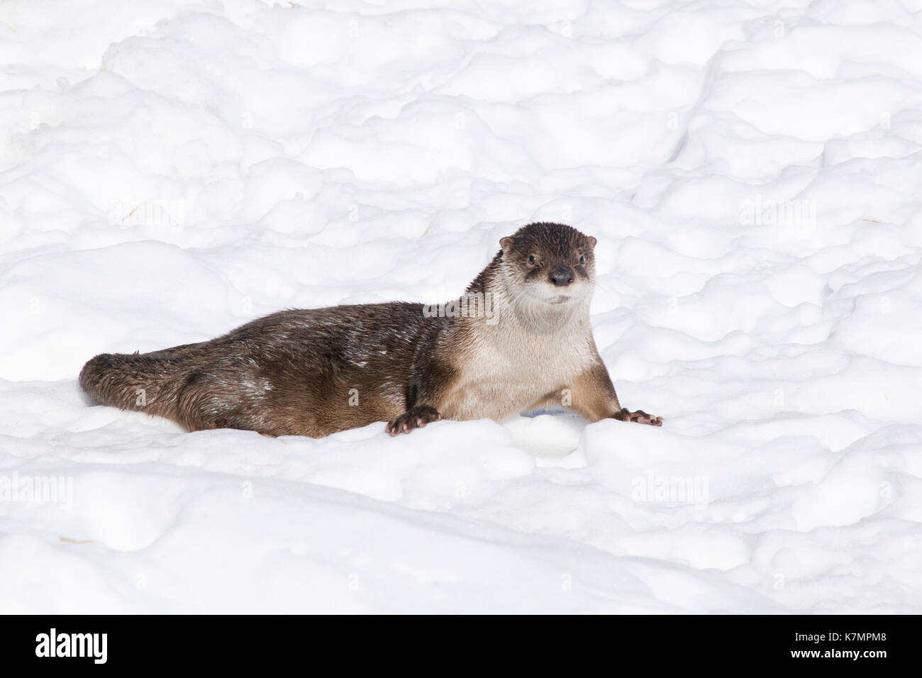 Une loutre du Canada à la fin de l'hiver. Banque D'Images