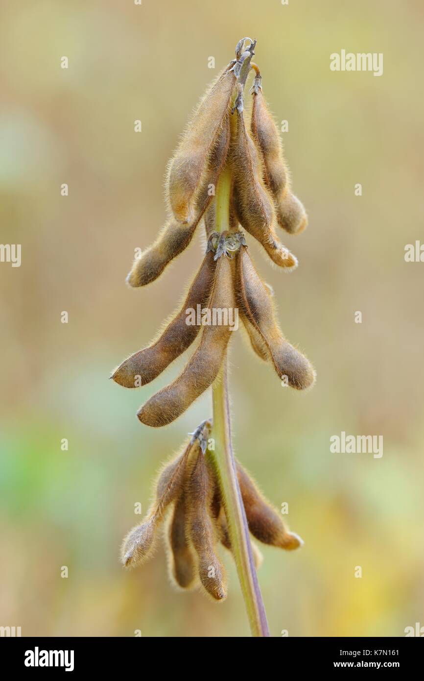 Beanplant de soja (Glycine max) avec les gousses mûres, Bade-Wurtemberg, Allemagne Banque D'Images