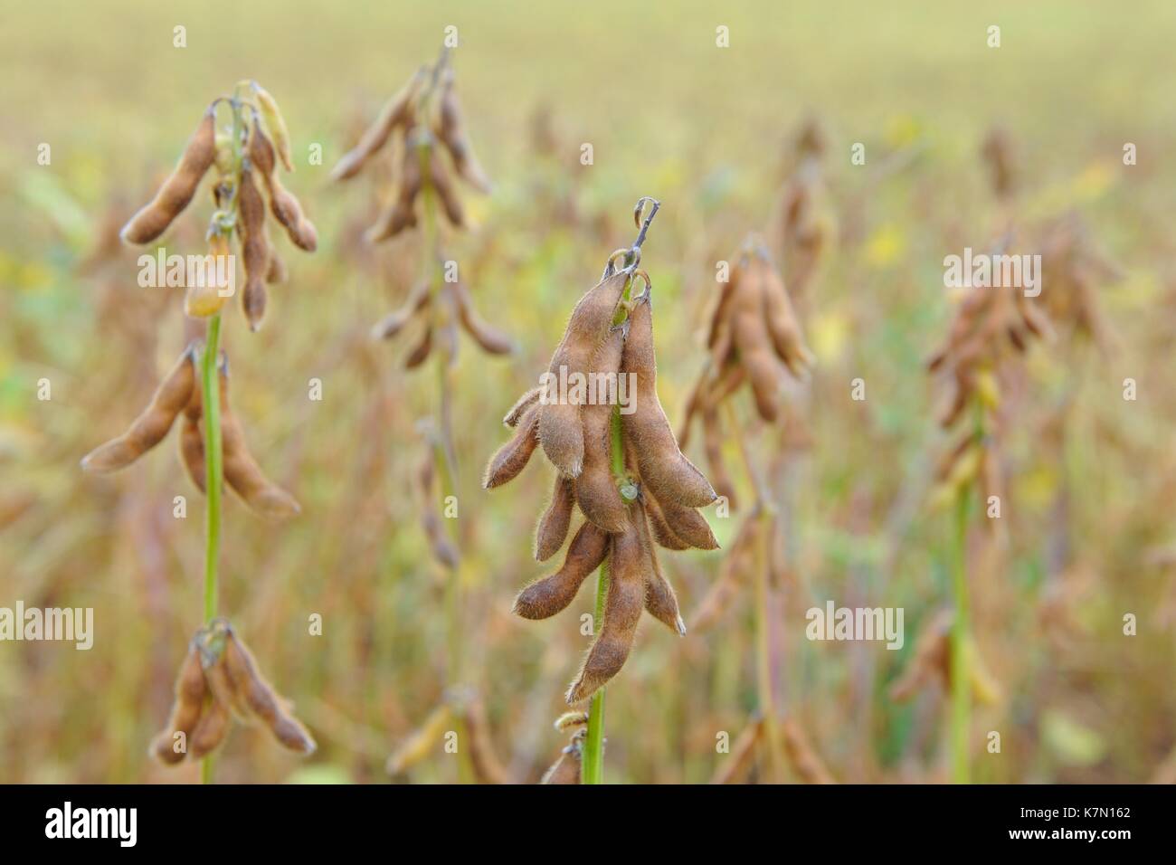 La culture de soja, plantes de soja (Glycine max) avec les gousses mûres, Bade-Wurtemberg, Allemagne Banque D'Images