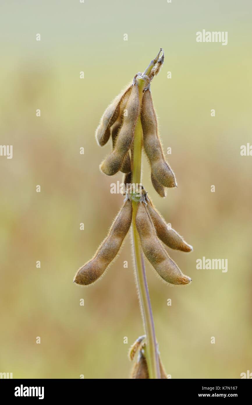 Beanplant de soja (Glycine max) avec les gousses mûres, Bade-Wurtemberg, Allemagne Banque D'Images