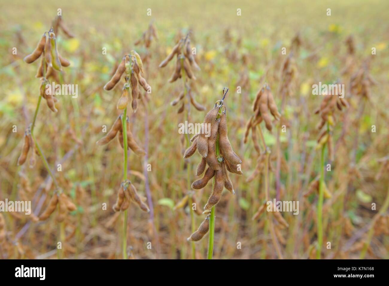 La culture de soja, plantes de soja (Glycine max) avec les gousses mûres, Bade-Wurtemberg, Allemagne Banque D'Images