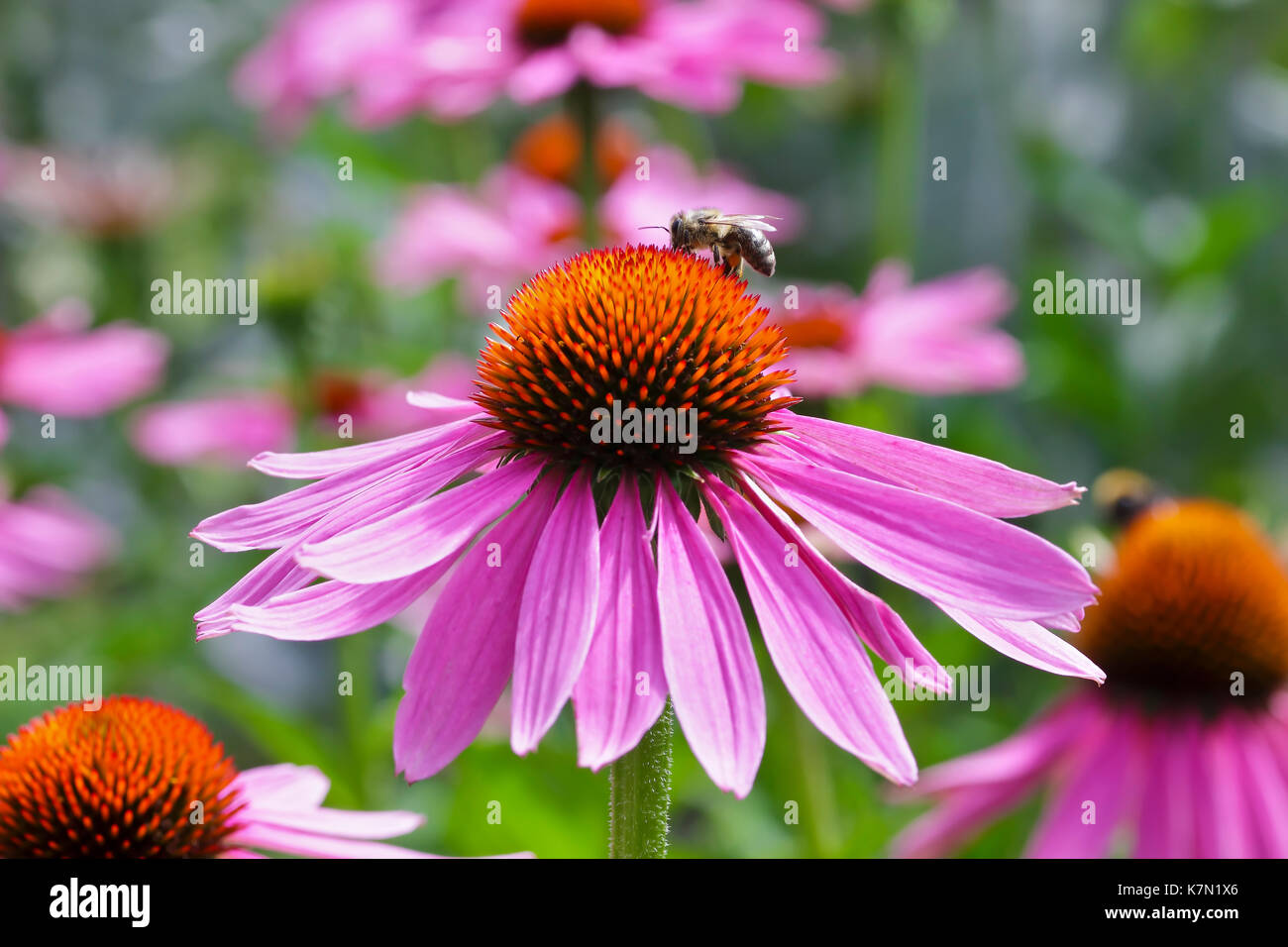 L'échinacée à feuilles étroites (l'échinacée à feuilles étroites) avec des abeilles (Apis mellifera) Bavière, Allemagne Banque D'Images