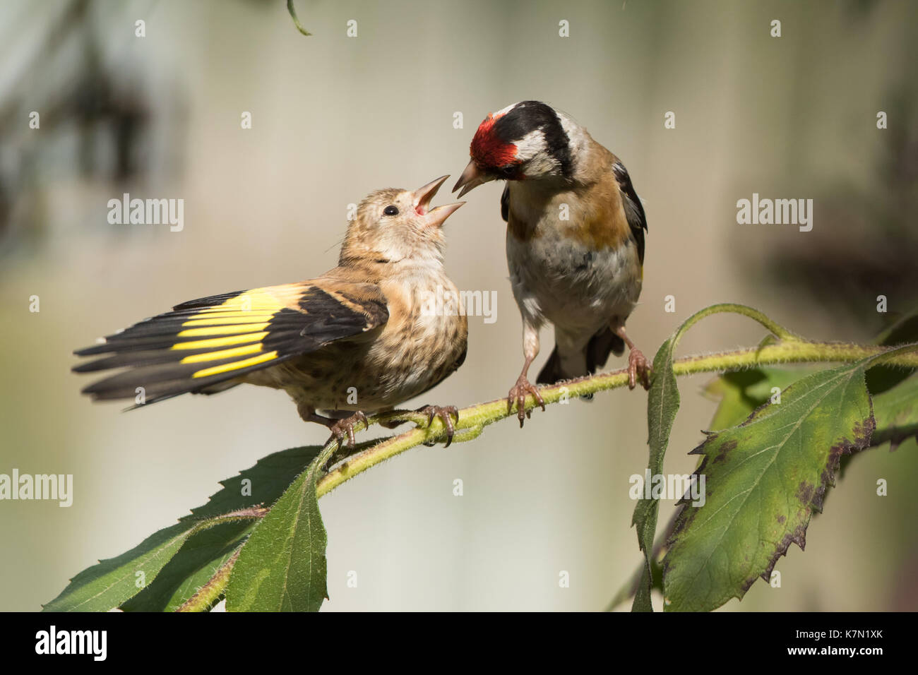 European chardonneret (Carduelis carduelis), nourrir les oiseaux adultes jeunes oiseaux, Hesse, Allemagne Banque D'Images