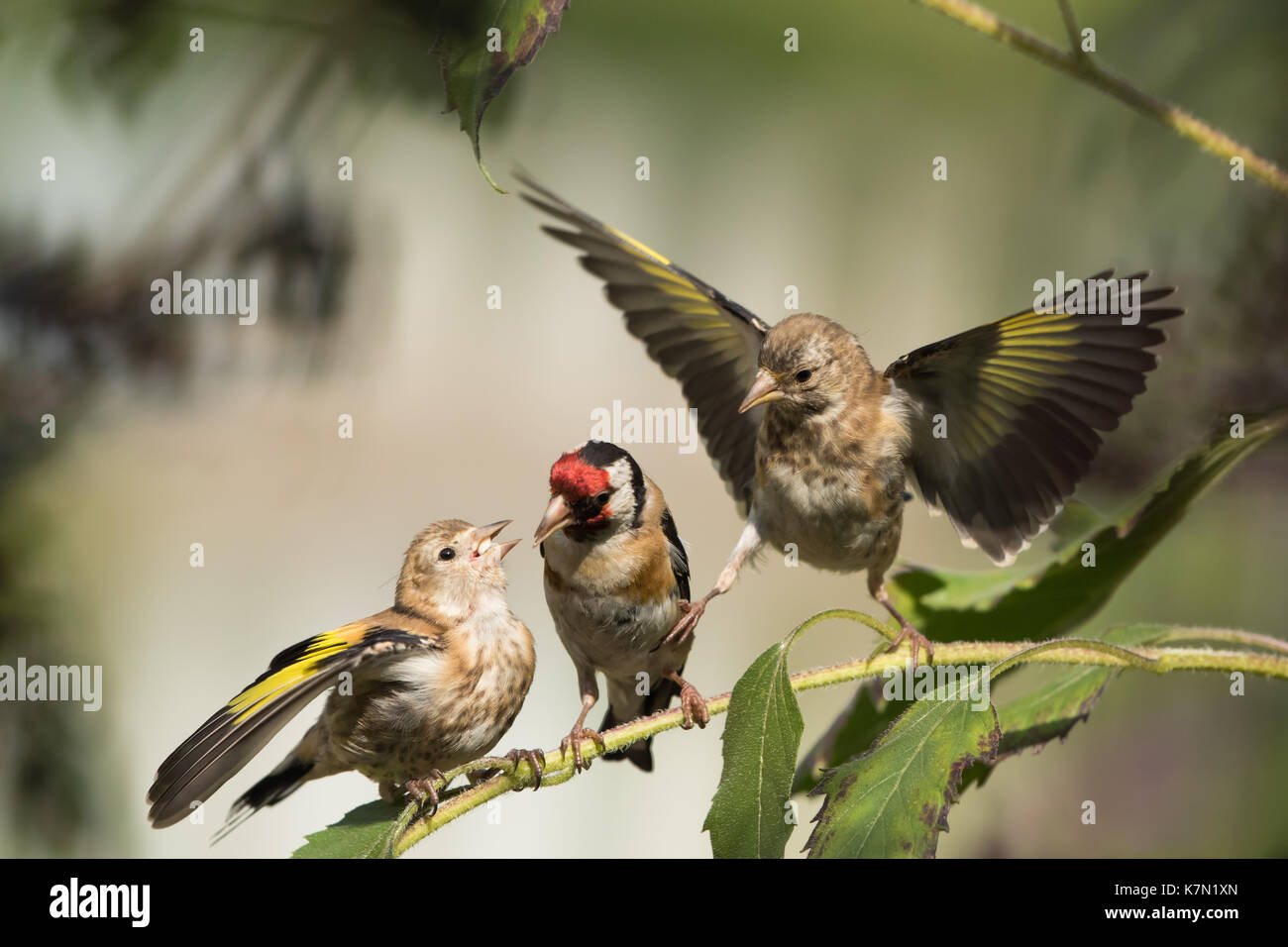 European chardonneret (Carduelis carduelis), nourrir les oiseaux adultes jeunes oiseaux, Hesse, Allemagne Banque D'Images