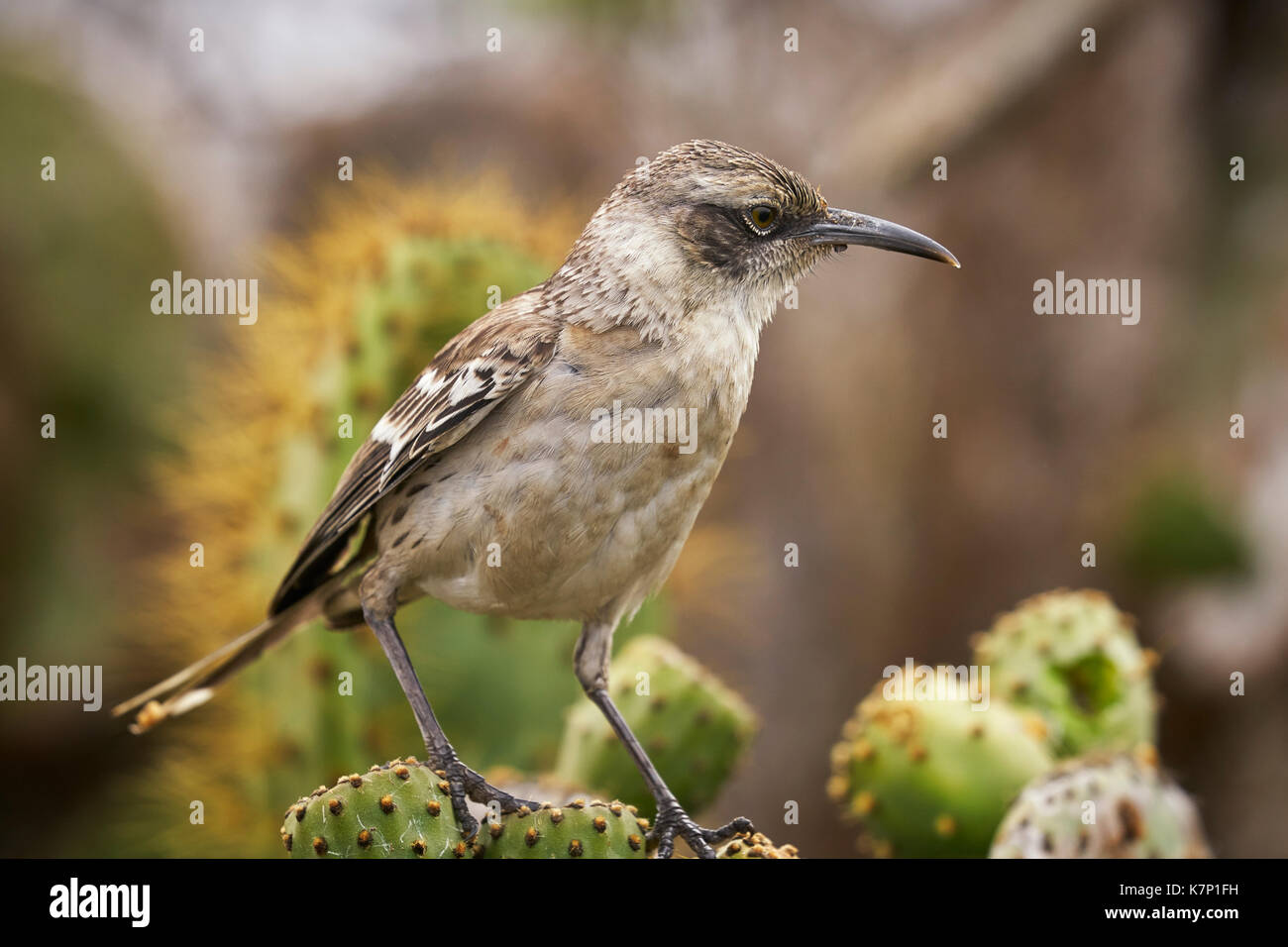 Mockingbird Galapagos dans les îles Galapagos de l'Équateur Banque D'Images