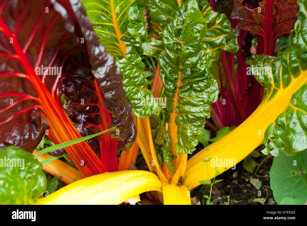 Rainbow chard, coloré, vert, jaune, rouge, poussant dans le sol et l'ensoleillement. Banque D'Images