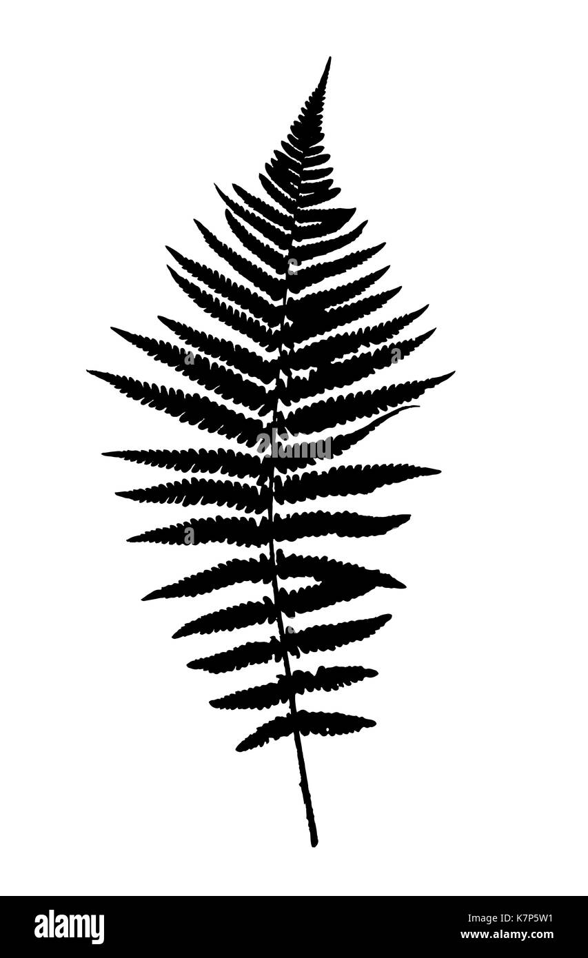 Feuille de fougère background illustration vectorielle Illustration de Vecteur