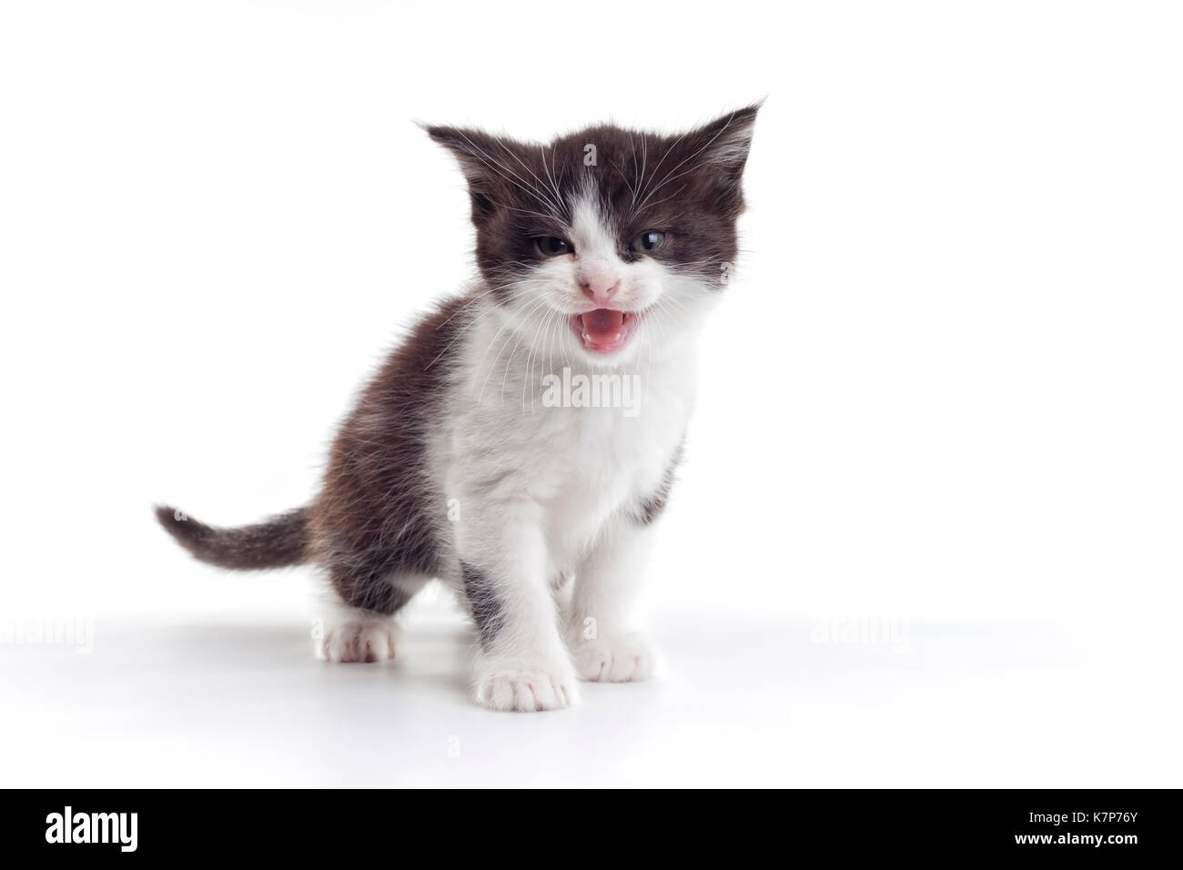 Petit Chat de mauvaise humeur. Banque D'Images