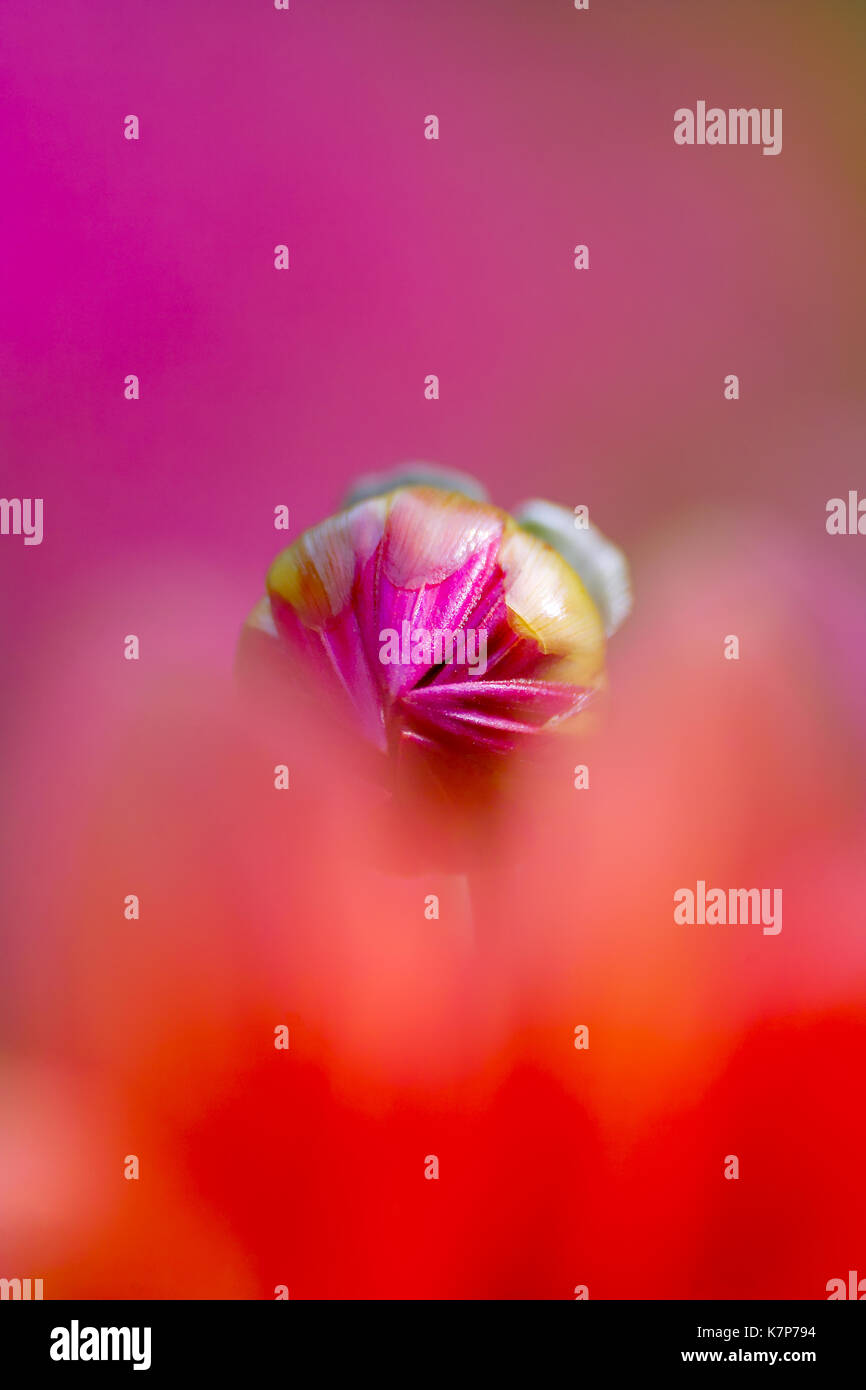Magnifique bourgeon Dahlia rose dans un océan de couleurs floues dans le rose et l'orange-rouge Banque D'Images