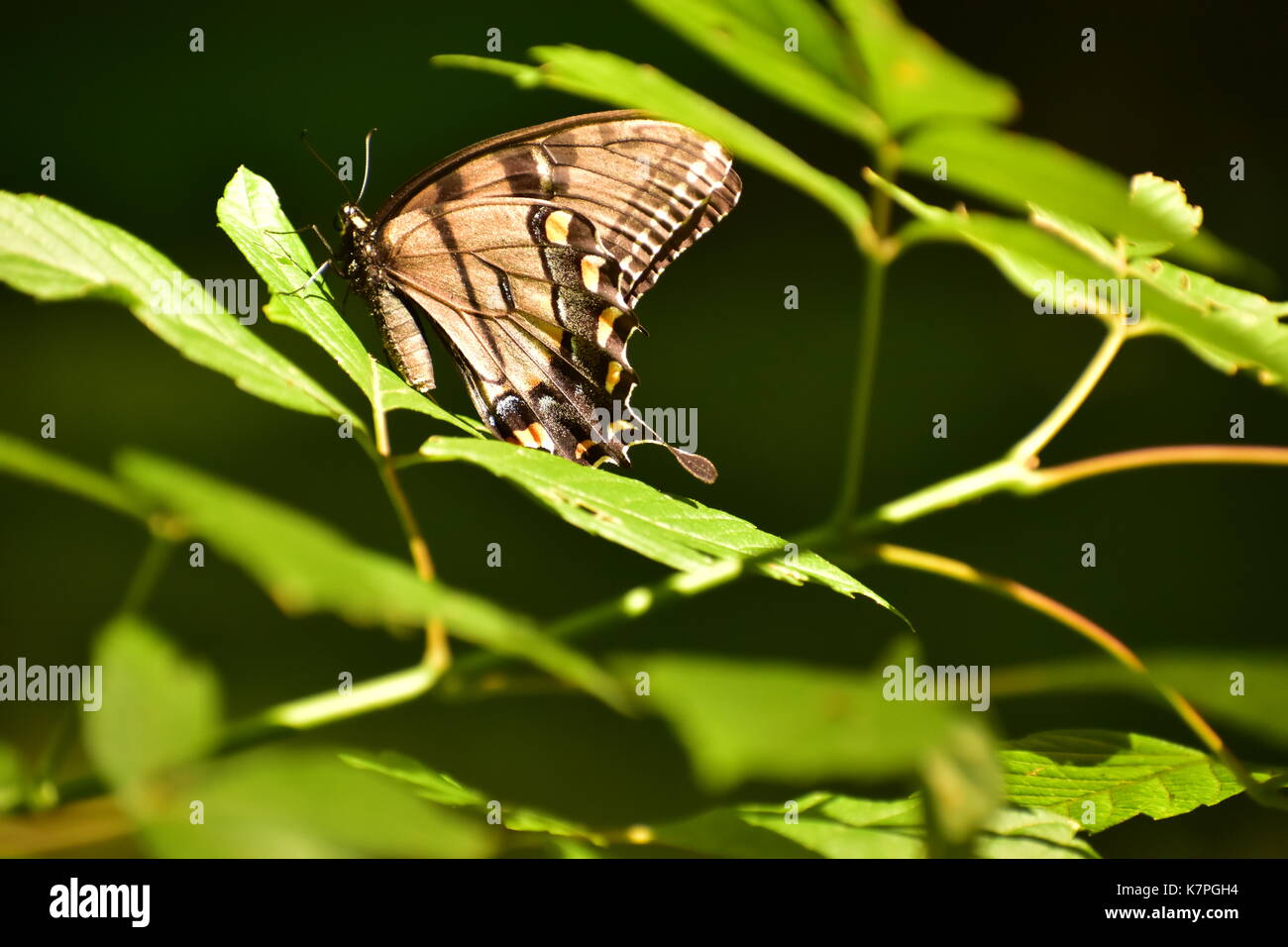 Photographie de papillon Tiger Swallowtail - photographie de nature - images extérieures - arrière-plans de bureau nature Banque D'Images