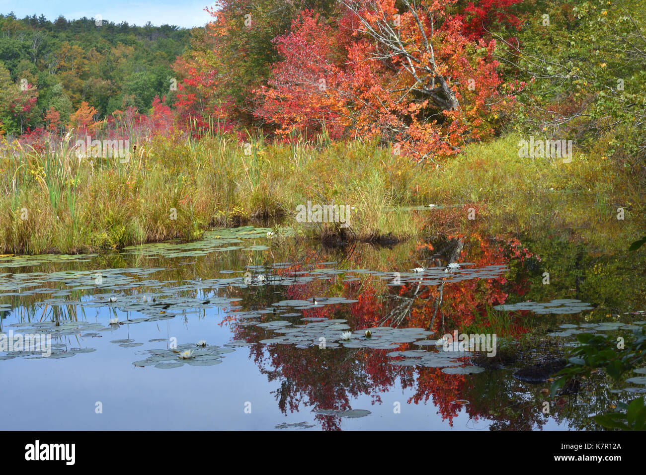A la fin de l'après-midi d'été sur un étang dans la région de Rutland, Massachusetts, USA Banque D'Images