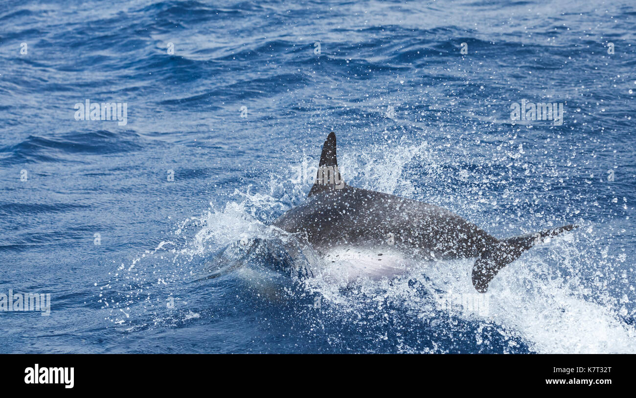 Dauphins communs de saut arrière, océan Atlantique près de l'île de Madère, Portugal Banque D'Images