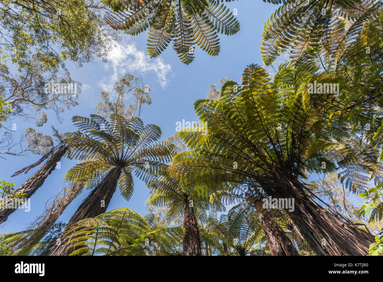 Originaire de Nouvelle-Zélande fougères arborescentes (Dicksonia squarrosa) près de Rotorua, Nouvelle-Zélande Banque D'Images