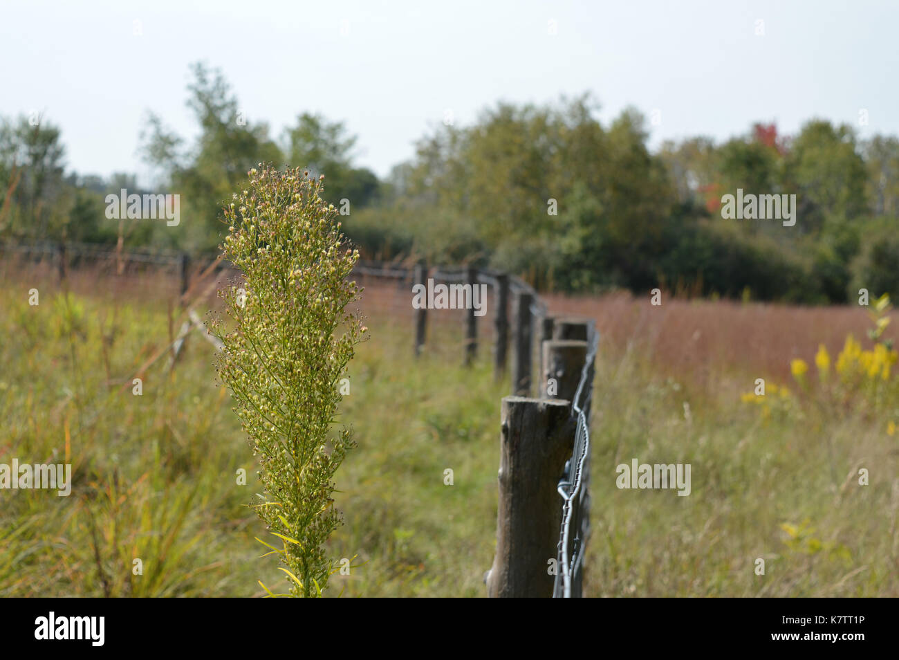 Clôture dans le paysage des prairies au cours de l'automne Banque D'Images