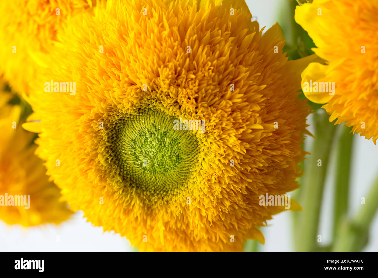 Bouquet de tournesols ours dans un vase de verre. une plante de tournesol nain avec plusieurs grandes fleurs doubles d'or jaune. Banque D'Images